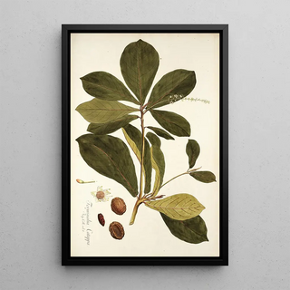 Nikolaus Joseph Freiherr von Jacquin - Terminalia catappa.webp