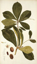 Terminalia catappa - Nikolaus Joseph Freiherr von Jacquin — vista dell’opera