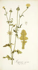 Thagopogon capensis - Nikolaus Joseph Freiherr von Jacquin — vista dell’opera