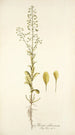 Thlaspi alliaceum - Nikolaus Joseph Freiherr von Jacquin — vista dell’opera