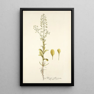 Nikolaus Joseph Freiherr von Jacquin - Thlaspi alliaceum.webp