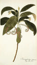 Tournefortia cymosa - Nikolaus Joseph Freiherr von Jacquin — vista dell’opera