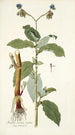 Tradescantia erecta - Nikolaus Joseph Freiherr von Jacquin — vista dell’opera