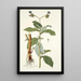 Tradescantia erecta - Nikolaus Joseph Freiherr von Jacquin — quadro incorniciato alla parete