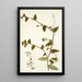 Tradescantia multiflora - Nikolaus Joseph Freiherr von Jacquin — quadro incorniciato alla parete