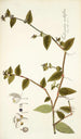 Tradescantia multiflora - Nikolaus Joseph Freiherr von Jacquin — vista dell’opera
