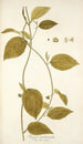 Tragia involucrata - Nikolaus Joseph Freiherr von Jacquin — vista dell’opera