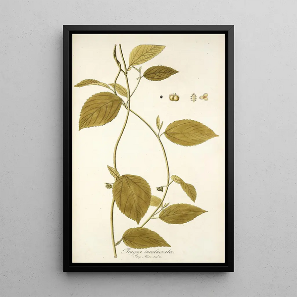 Tragia involucrata - Nikolaus Joseph Freiherr von Jacquin — quadro incorniciato alla parete