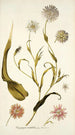 Tragopogon mutabilis - Nikolaus Joseph Freiherr von Jacquin — vista dell’opera
