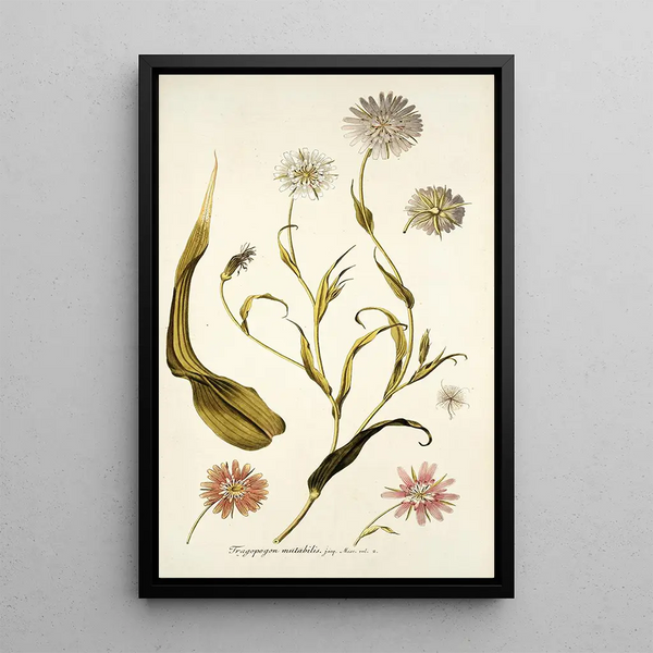Tragopogon mutabilis - Nikolaus Joseph Freiherr von Jacquin — quadro incorniciato alla parete