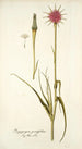 Tragopogon porrifolius - Nikolaus Joseph Freiherr von Jacquin — vista dell’opera