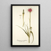 Tragopogon porrifolius - Nikolaus Joseph Freiherr von Jacquin — quadro incorniciato alla parete