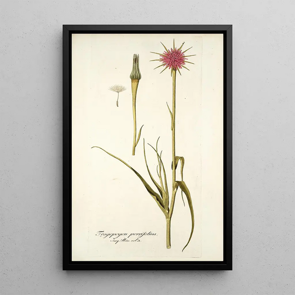 Tragopogon porrifolius - Nikolaus Joseph Freiherr von Jacquin — quadro incorniciato alla parete