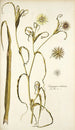 Tragopogon undulatus - Nikolaus Joseph Freiherr von Jacquin — vista dell’opera