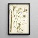 Tragopogon undulatus - Nikolaus Joseph Freiherr von Jacquin — quadro incorniciato alla parete