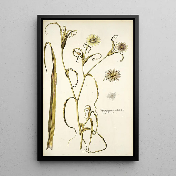 Tragopogon undulatus - Nikolaus Joseph Freiherr von Jacquin — quadro incorniciato alla parete