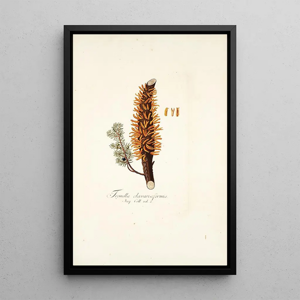 Tremella clavariaeformis - Nikolaus Joseph Freiherr von Jacquin — quadro incorniciato alla parete
