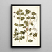 Tribulus maximus - Nikolaus Joseph Freiherr von Jacquin — quadro incorniciato alla parete
