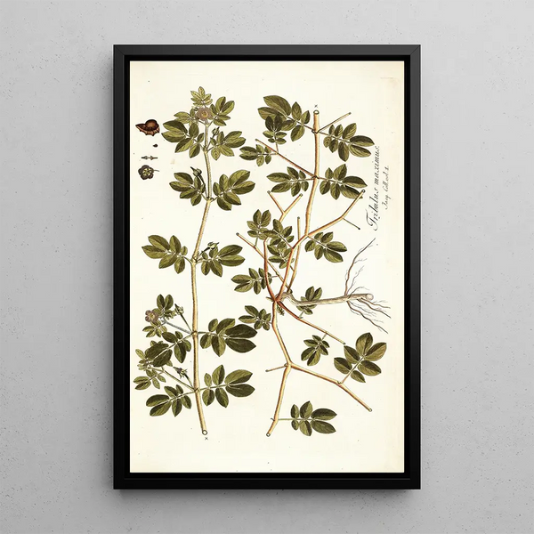 Tribulus maximus - Nikolaus Joseph Freiherr von Jacquin — quadro incorniciato alla parete