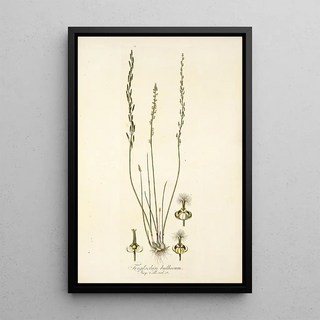 Nikolaus Joseph Freiherr von Jacquin - Triglochin bulbosum.webp