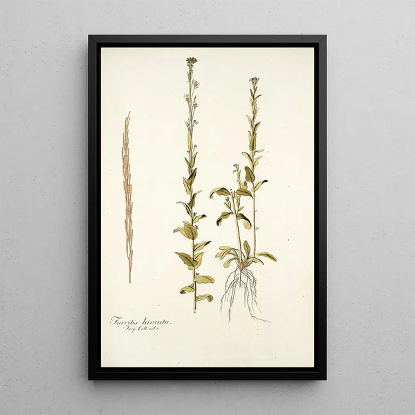 Turritis hirsuta - Nikolaus Joseph Freiherr von Jacquin — quadro incorniciato alla parete