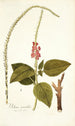 Verbena mutabilis - Nikolaus Joseph Freiherr von Jacquin — vista dell’opera