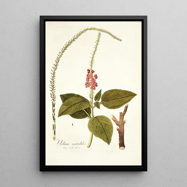 Verbena mutabilis - Nikolaus Joseph Freiherr von Jacquin — quadro incorniciato alla parete