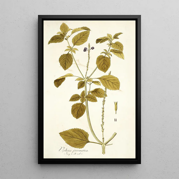 Verbena prismatica - Nikolaus Joseph Freiherr von Jacquin — quadro incorniciato alla parete
