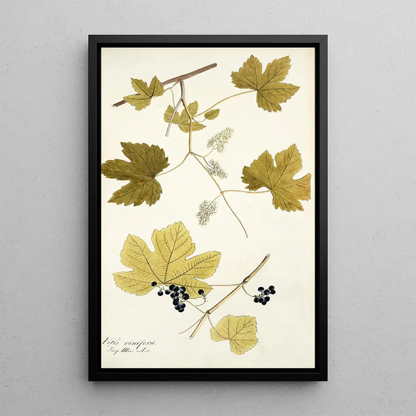 Vitis vinifera - Nikolaus Joseph Freiherr von Jacquin — quadro incorniciato alla parete