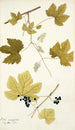 Vitis vinifera - Nikolaus Joseph Freiherr von Jacquin — vista dell’opera