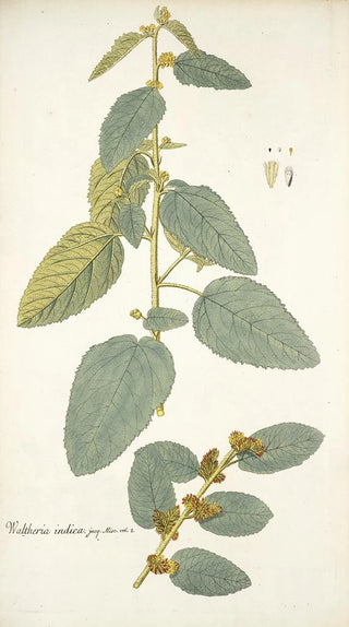 Nikolaus Joseph Freiherr von Jacquin - Waltheria indica.webp