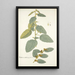 Waltheria indica - Nikolaus Joseph Freiherr von Jacquin — quadro incorniciato alla parete
