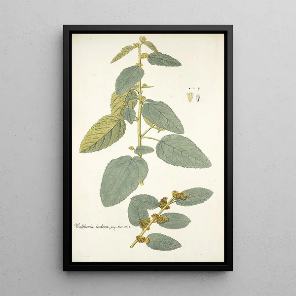 Waltheria indica - Nikolaus Joseph Freiherr von Jacquin — quadro incorniciato alla parete