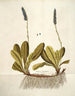 Wulfenia carinthiaca - Nikolaus Joseph Freiherr von Jacquin — vista dell’opera