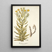 Xeranthemum fulgidum - Nikolaus Joseph Freiherr von Jacquin — quadro incorniciato alla parete