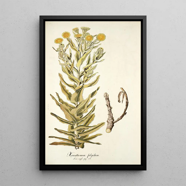 Xeranthemum fulgidum - Nikolaus Joseph Freiherr von Jacquin — quadro incorniciato alla parete
