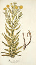 Xeranthemum fulgidum - Nikolaus Joseph Freiherr von Jacquin — vista dell’opera
