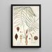 Zamia angustifolia - Nikolaus Joseph Freiherr von Jacquin — quadro incorniciato alla parete