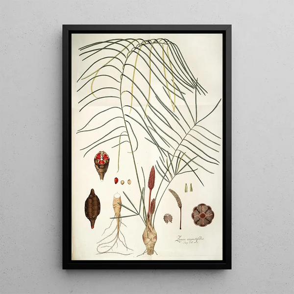 Zamia angustifolia - Nikolaus Joseph Freiherr von Jacquin — quadro incorniciato alla parete
