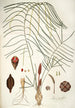 Zamia angustifolia - Nikolaus Joseph Freiherr von Jacquin — vista dell’opera
