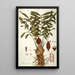 Zamia integrifolia - Nikolaus Joseph Freiherr von Jacquin — quadro incorniciato alla parete