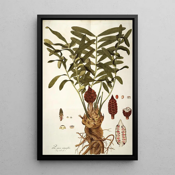 Zamia integrifolia - Nikolaus Joseph Freiherr von Jacquin — quadro incorniciato alla parete