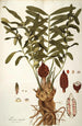 Zamia integrifolia - Nikolaus Joseph Freiherr von Jacquin — vista dell’opera
