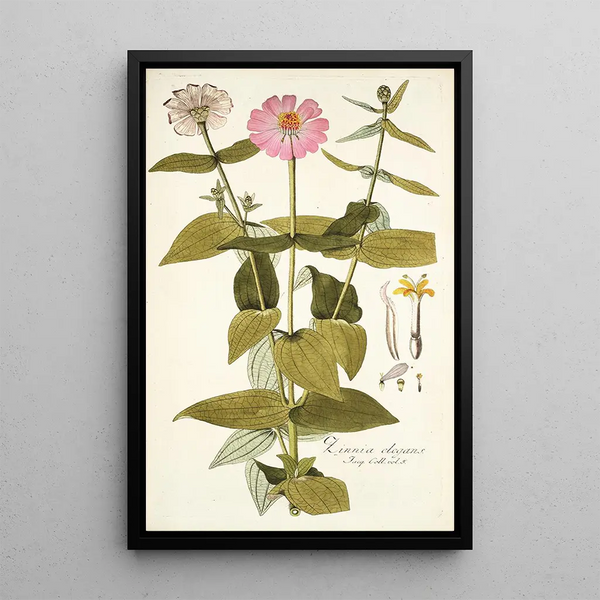 Zinnia elegans - Nikolaus Joseph Freiherr von Jacquin — quadro incorniciato alla parete