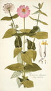 Zinnia elegans - Nikolaus Joseph Freiherr von Jacquin — vista dell’opera