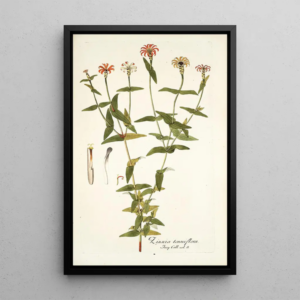 Zinnia tenuiflora - Nikolaus Joseph Freiherr von Jacquin — quadro incorniciato alla parete