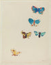 Cinque farfalle - Odilon Redon — vista dell’opera