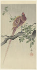 Faisan cuivré - Ohara Koson — vista dell’opera