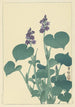 Hosta en fleur - Ohara Koson — vista dell’opera