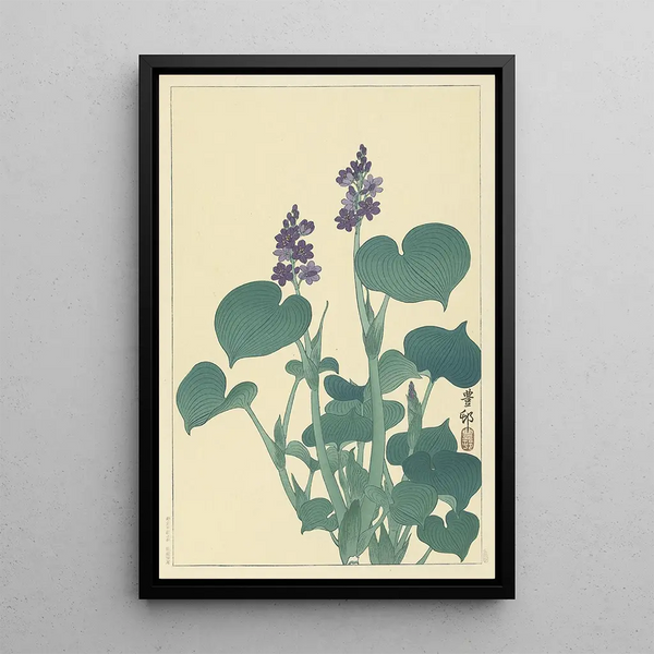 Hosta en fleur - Ohara Koson — quadro incorniciato alla parete